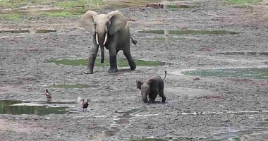 فيل صغير يطارد مجموعة من الطيور فى مشهد لطيف.. فيديو وصور