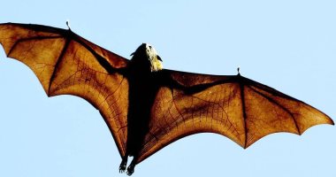 بسبب الجفاف وحرائق الغابات الأخيرة ..الجوع يقتل خفافيش أستراليا