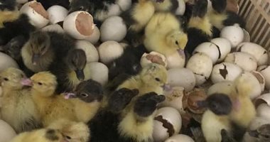 صور.. الإنتاج الحيوانى بدمياط: لدينا 7 مزارع أمهات بط تنتج 2 مليون بيضة سنويا