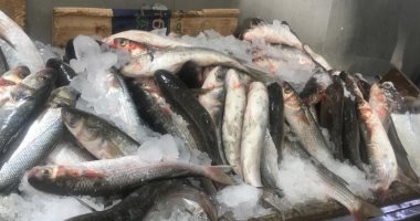 التموين: أسماك البورى المطروحة بأسعار مخفضة من منتجات المحيط الأطلنطى
