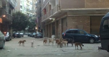 قارئ يشكو انتشار الكلاب الضالة بشارع الزهراء فى عين شمس