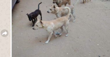 سكان شارع جمال عبد الناصر بجسر السويس يعانون انتشار الكلاب الضالة