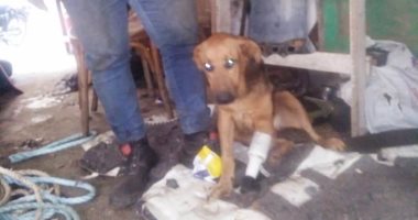 "إنسانية بلا حدود".. صاحب ورشة خراطة بدمياط يصنع قدما صناعية لكلب بترت ساقه..فيديو