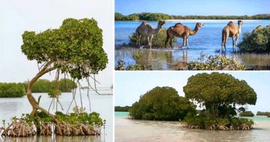 صور المانجروف أهم أشجار البحر الأحمر تنمو بعدة جزر بالمحافظة
