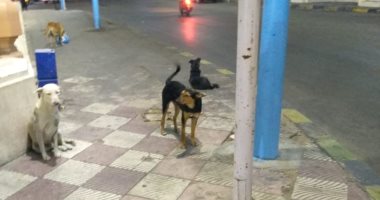 شكوى من انتشار الكلاب الضالة بسيدى بشر بالإسكندرية