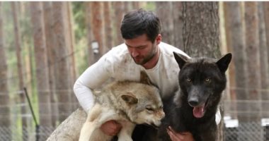 فيديو.. رجل أعمال روسى يروض ذئابا مفترسة كالقطط