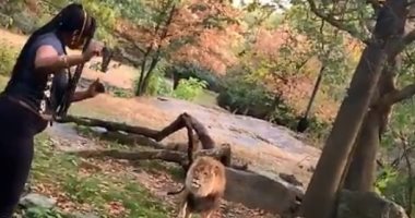 سيدة دخلت لمنطقة الأسد فى حديقة حيوانات.. شاهد ماذا حدث لها.. فيديو وصور