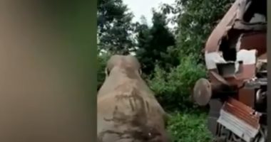 مقتل فيل بعد حادث مأساوى ..صدمه قطار في الهند ..فيديو