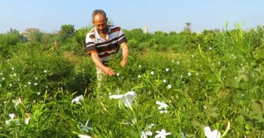 لماذا تنتشر رائحة الياسيمن فى القاهرة الكبرى والدلتا.. الزراعة توضح الأسباب