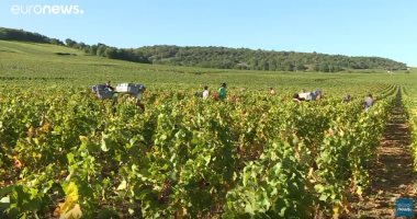 فرنسا تتخذ تدابير أمنية لحماية مزارع العنب من السرقة