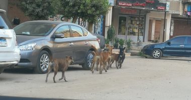 صور.. انتشار الكلاب الضالة فى شوارع المحلة والأهالى يطالبون بالتخلص منها