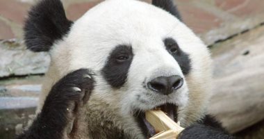 نوبة قلبية أودت بحياة الباندا العملاق "شوانج شوانج"