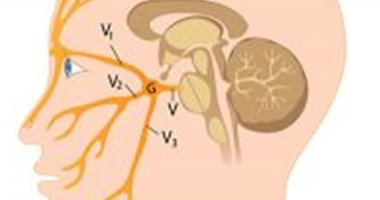 س وج.. كل ما تريد معرفته عن العصب الثلاثى
