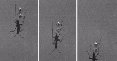 اكتشاف أسرع نملة فى العالم بسرعة 2 ميل فى الساعة.. صور