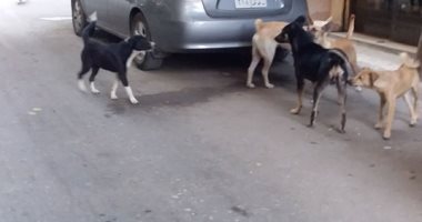 شكوى من انتشار الكلاب الضالة فى حى روض الفرج بالقاهرة