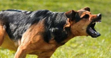 فيديو مغلوط يزعم تدريب شخص لكلب على الشراسة فى العبور لتعويده الافتراس