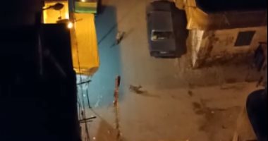 قارئ يشكو من انتشار الكلاب الضالة بشارع فلمنج بالإسكندرية
