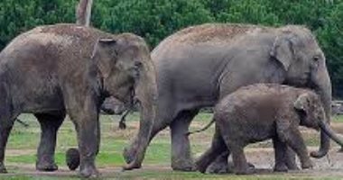  زيمبابوى: 55 فيلا نفقوا جوعا بسبب الجفاف