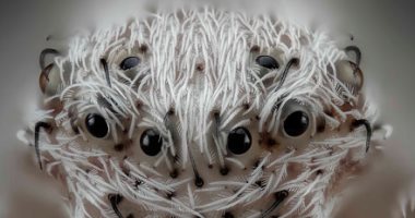 14 صورة لكائنات تحت الميكروسكوب.. من جنين السلحفاة لعين الناموسة
