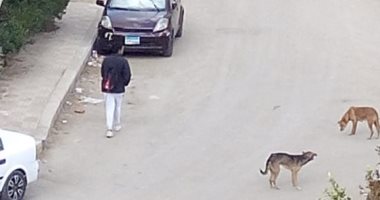 شكوى من انتشار الكلاب الضالة بزهراء مدينة نصر