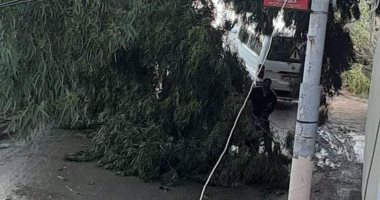 سقوط شجرة يتسبب فى قطع طريق قرية البصارطة بدمياط 