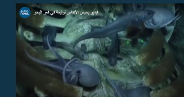 "جثة هنية تكفى 100".. حوت كبير وليمة لكائنات بحرية فى قاع البحر (فيديو)