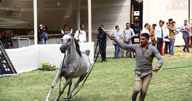 انطلاق مهرجان الخيول العربية بمحطة الزهراء