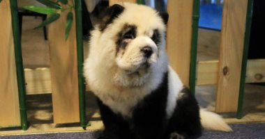 مقهى فى الصين يحول الكلاب لباندا لجذب الزبائن.. "ماعرفتكش أنا كده؟"