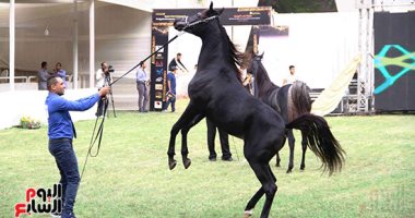 نائب وزير الزراعة: مهرجان الخيول للتعريف بدور الحصان العربى فى الاقتصاد 