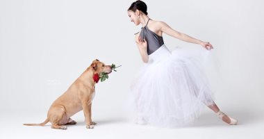 الراقصون مع الكلاب.. مشروع تصويرى لرقص الباليه بصحبة "أوفى الحيوانات"