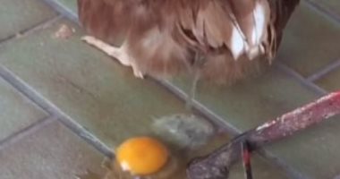 شاهد.. دجاجة تبيض بيضة من دون قشرتها