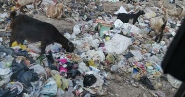 شكوى من تراكم القمامة واستخدامها كطعام للماشية فى 15 مايو بشبرا الخيمة