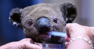 إنقاذ حيوانات الكوالا من حرائق الغابات فى أستراليا 