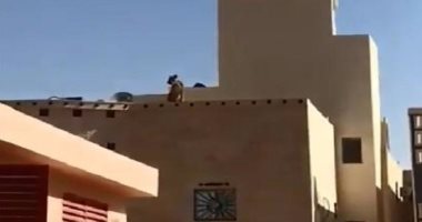 فيديو.. أسد يعتلي سطح مبنى قرب مدرسة بالرياض