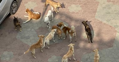 قارئ يشكو من انتشار الكلاب الضالة فى مدينة العبور
