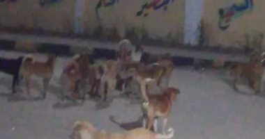 الكلاب الضـالة.. خطر يغزو شوارع السلام بمنطقة مجمع الإسكندرية