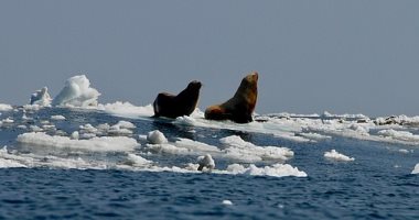 ذوبان الجليد فى القطب الشمالى يتسبب فى نشر فيروس يقتل أسود البحر