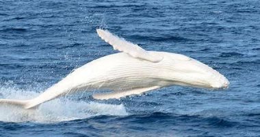 روسيا تحرر آخر الحيتان البيضاء المحتجزة استجابة لدعوات نجوم هوليود