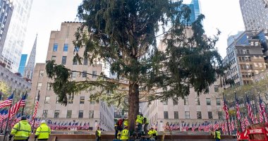 تثبيت شجرة الكريسماس بطول 23 مترا ووزن 12 طنا وسط نيويورك استعدادا لأعياد الميلاد