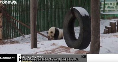 "الدبة تدب مطرح ما تحب".. الباندا العملاقة تلهو فرحاً وسط ثلوج غرب الصين
