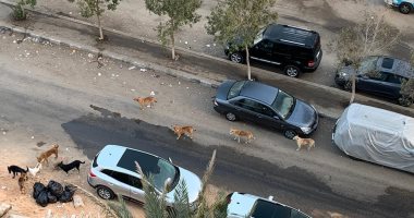 شكوى من تراكم القمامة وانتشار الكلاب الضالة بشارع عزت سلامة بمدينة نصر