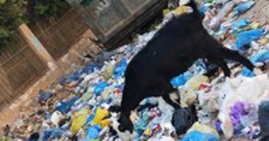 صور.. أغنام مرسى مطروح تتغذى على القمامة بشوارع المحافظة