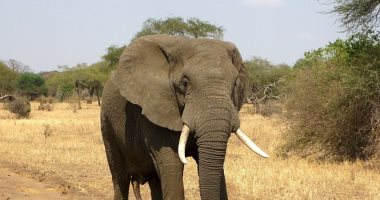 العثور على جثة فيل من فصيلة مهددة بالانقراض تم تعذيبه فى سومطرة