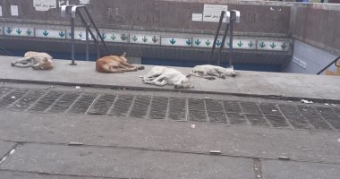 قارئ يشكو من انتشار الكلاب الضالة أمام محطة مترو روض الفرج