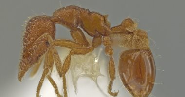 العثور على نوع جديد من النمل فى مكان لم تتوقعه أبدًا.. اعرف القصة