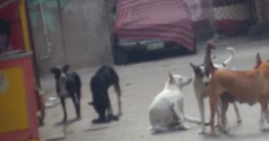 شكوى من انتشار الكلاب الضالة فى شارع درويش محمد بحدائق القبة