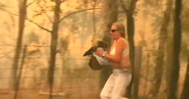 فيديو.. سيدة تخترق النيران لإنقاذ حيوان كوالا فى غابات أستراليا المحترقة