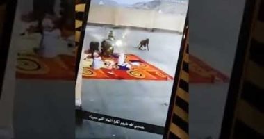 شاهد.. قرود تهاجم مدرسة فى السعودية وتسرق طعام المعلمات