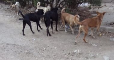 شكوى من انتشار الكلاب الضالة والقمامة بمنطقة السويسرى بمدينه نصر