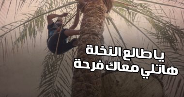فيديو.."يا طالع النخلة هاتلي معاك فرحة".. حكايات جامعين البلح